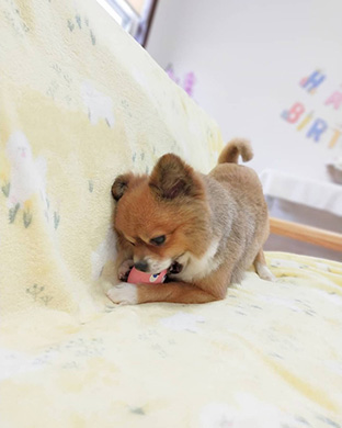 お返しまで